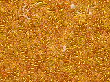 Size 8 seed beads Amber (20g) - Ref: 962